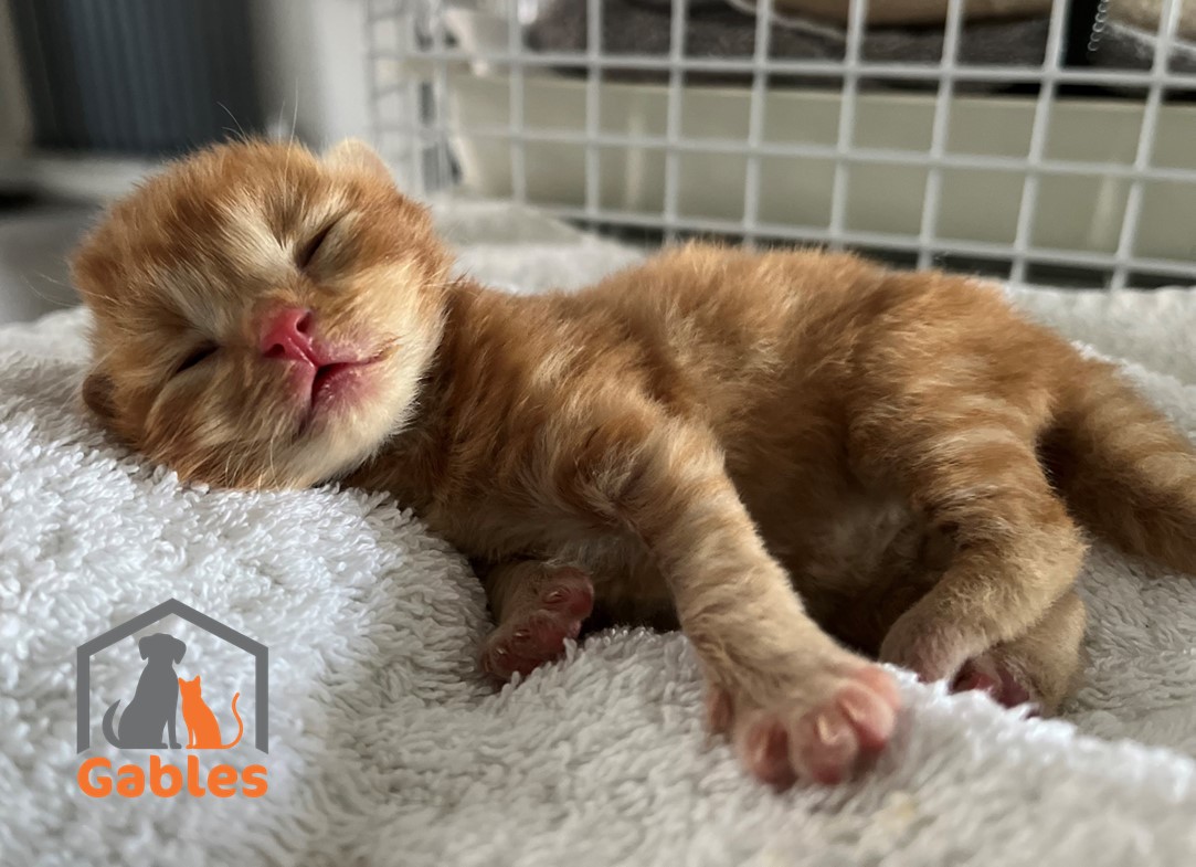 One of the abandoned Kittens