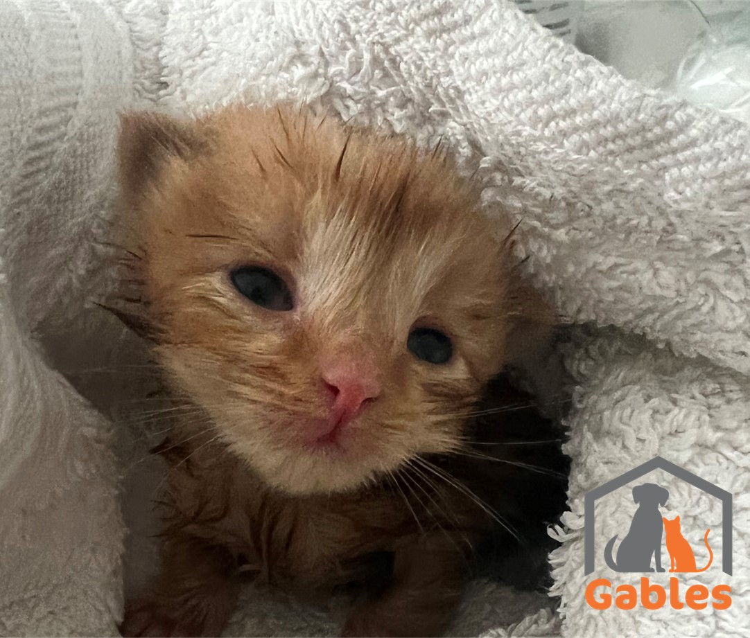 Rescued from a field in a Heatwave