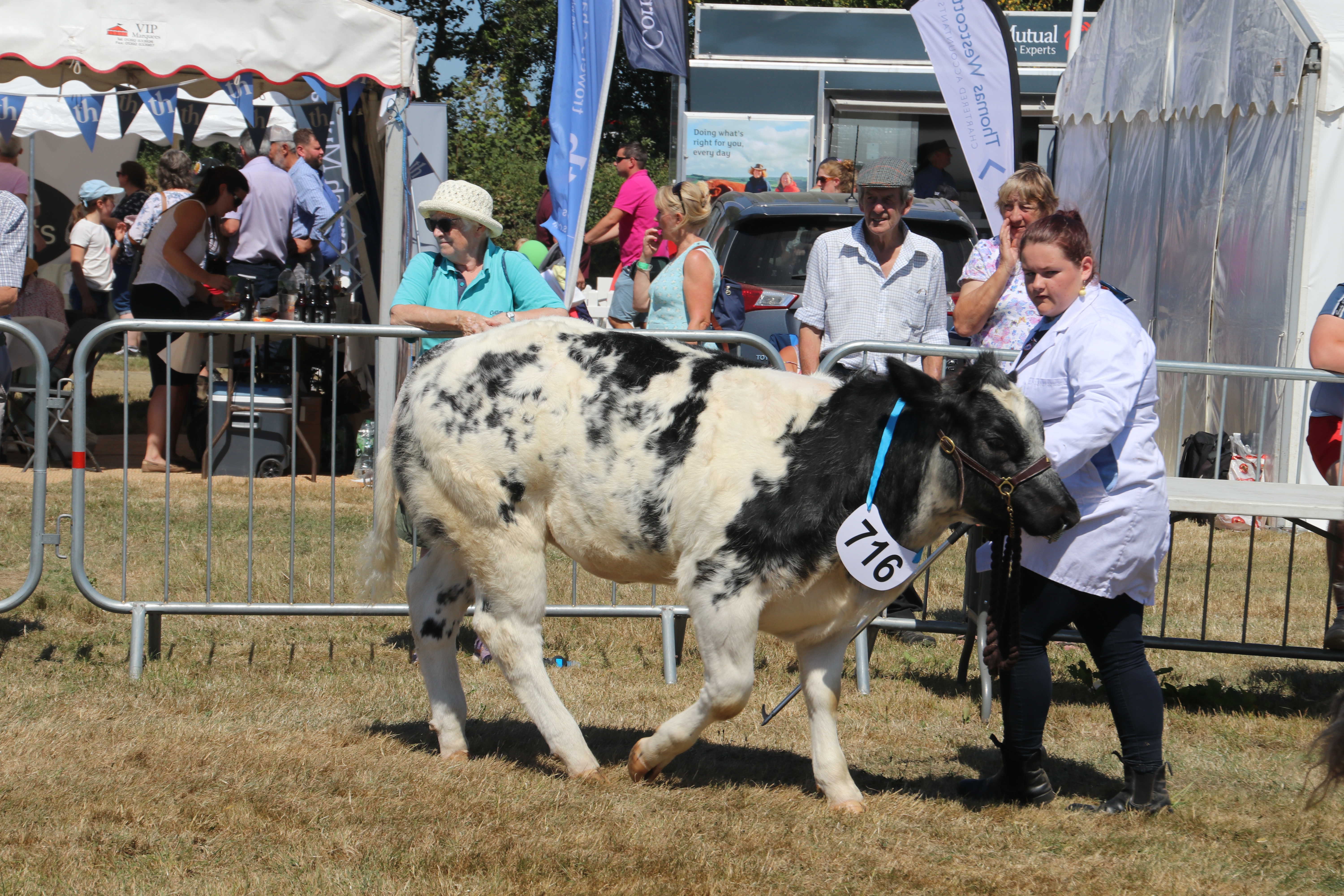 Okehampton Show. AQ 8184
