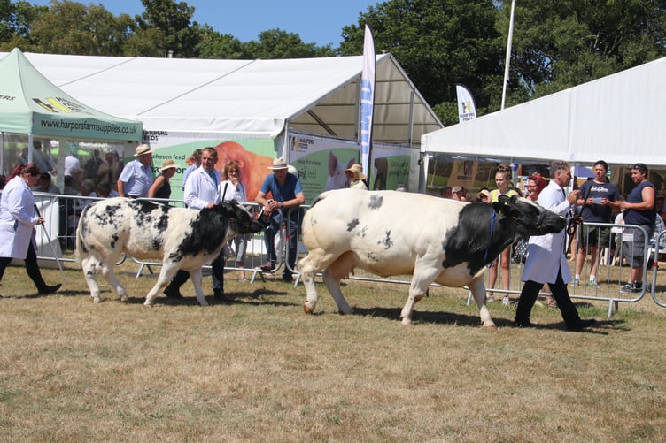 Okehampton Show. AQ 8211