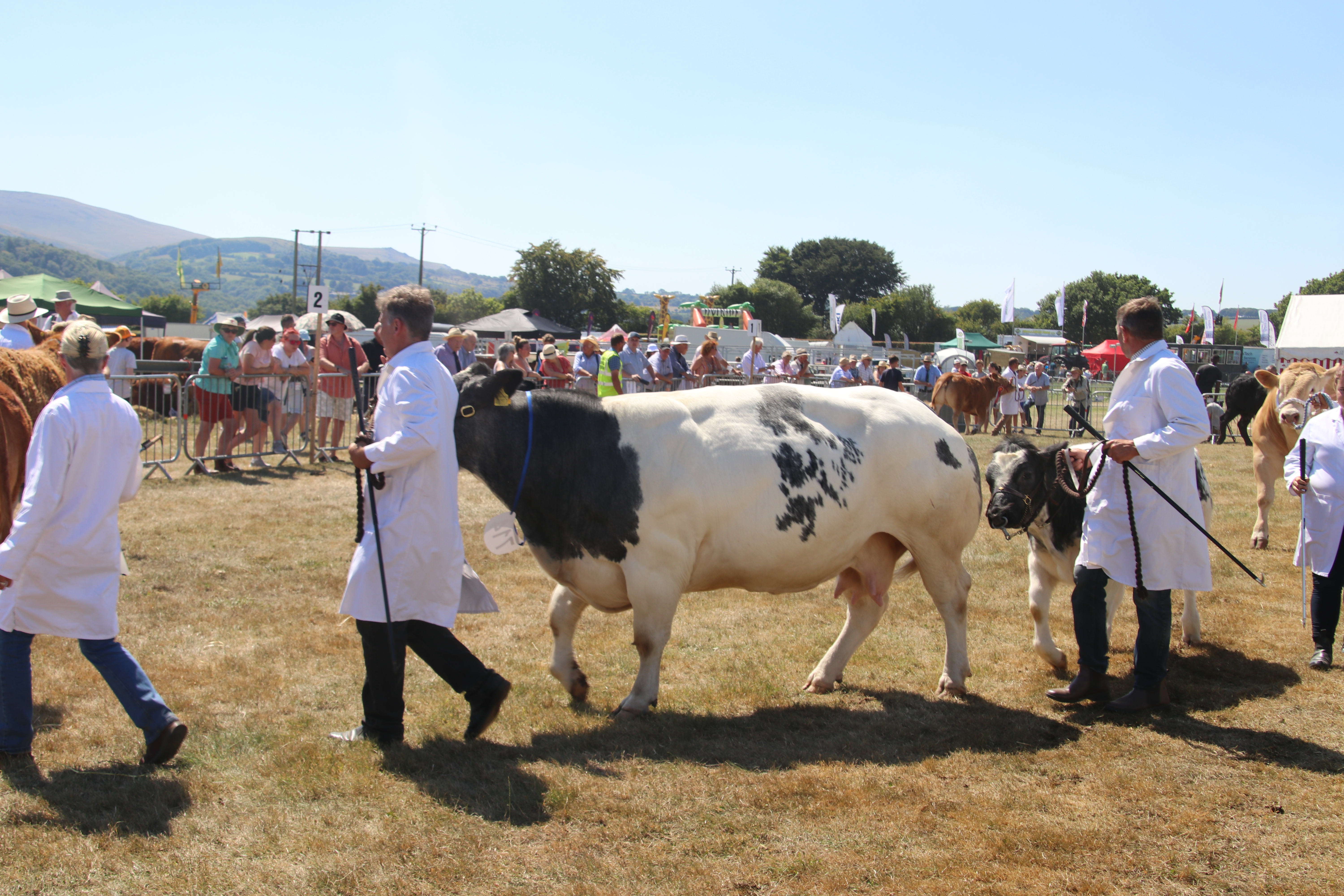 Okehampton Show. AQ 8215