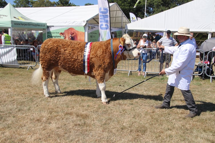 Adrian Bowden of Drewsteignton had a good day at the Okehampton Show with his Galloway cattle. AQ 8237