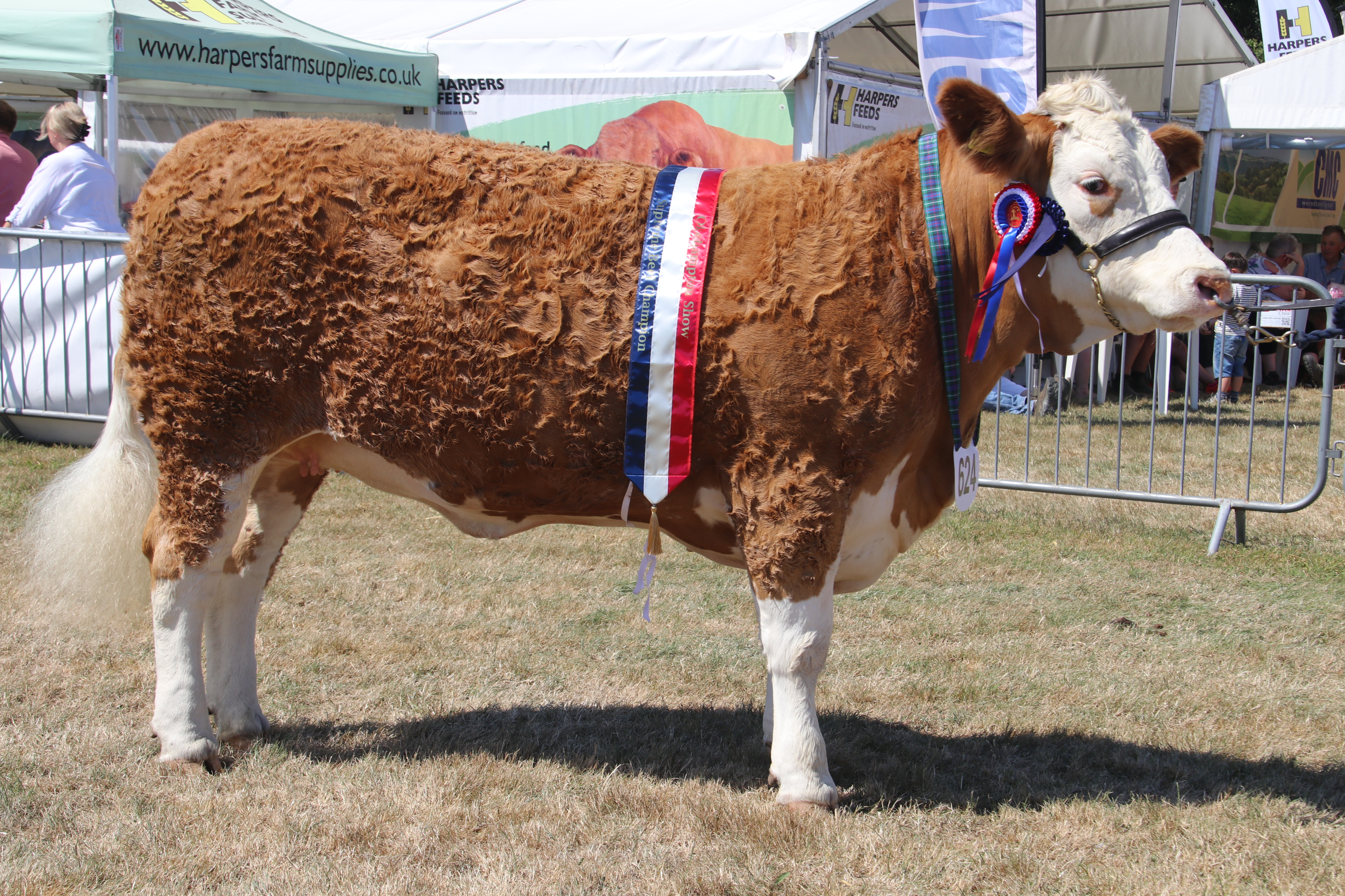 Adrian Bowden of Drewsteignton had a good day at the Okehampton Show with his Galloway cattle. AQ 8238