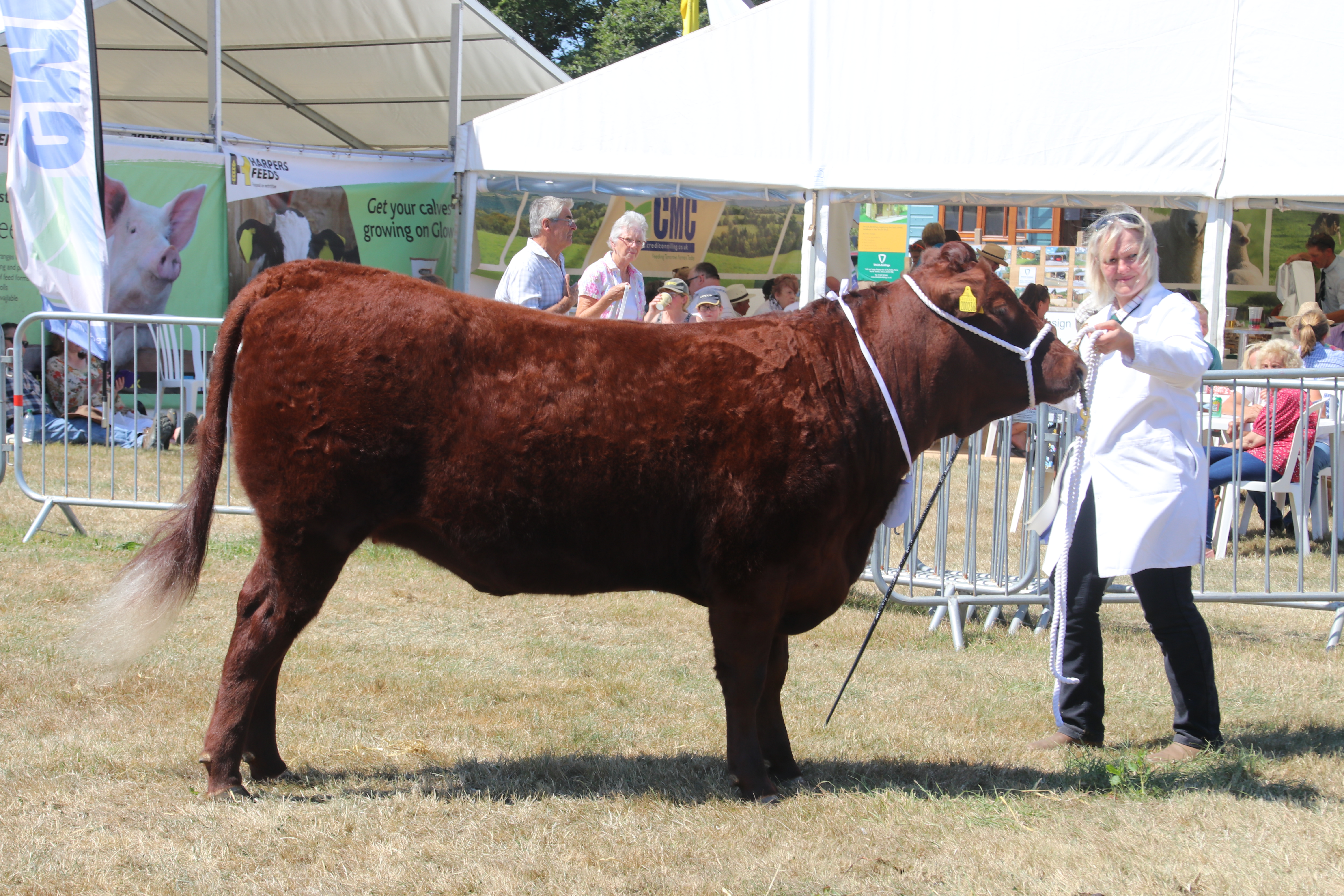 Okehampton Show. AQ 8242