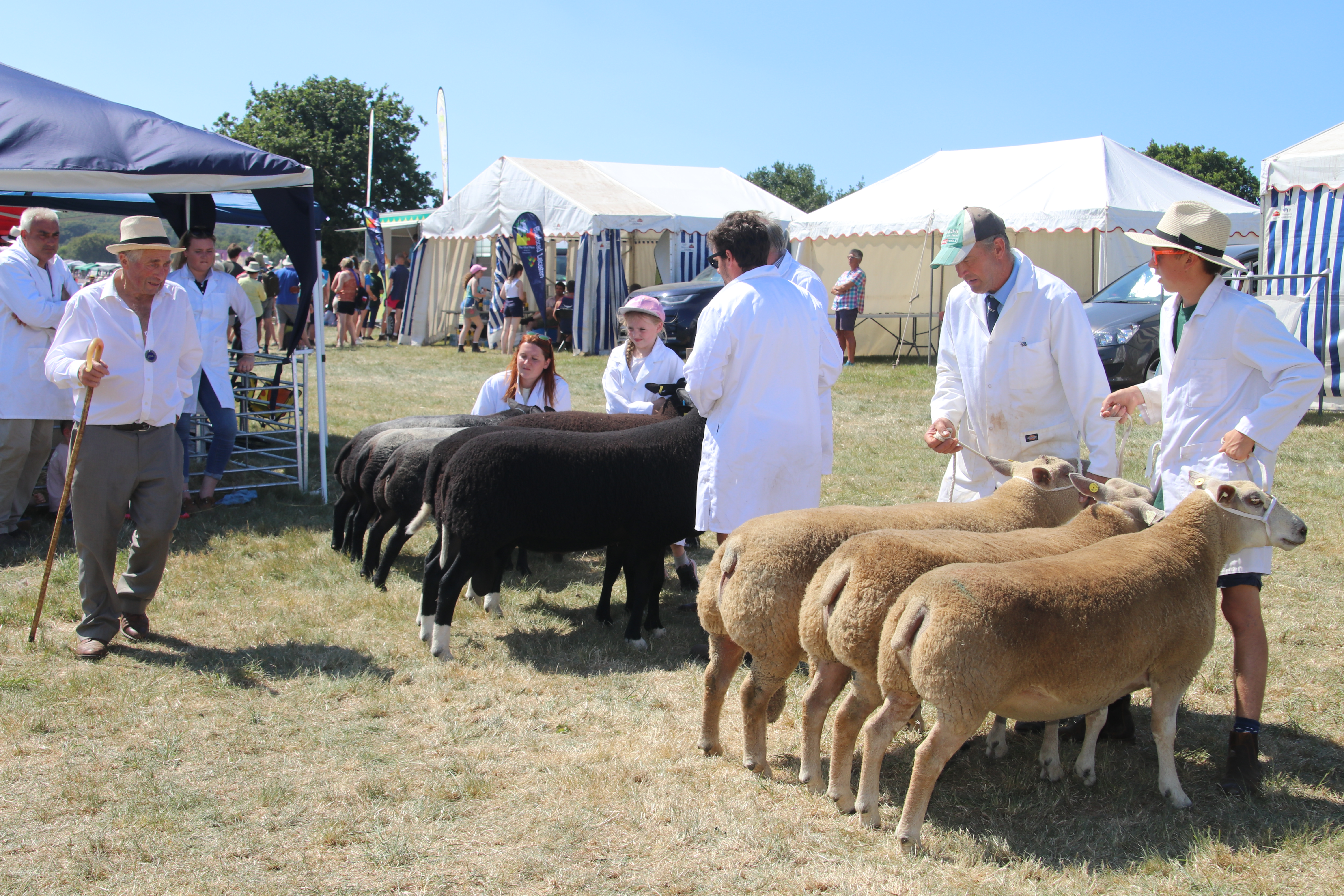 Okehampton Show. AQ 8256