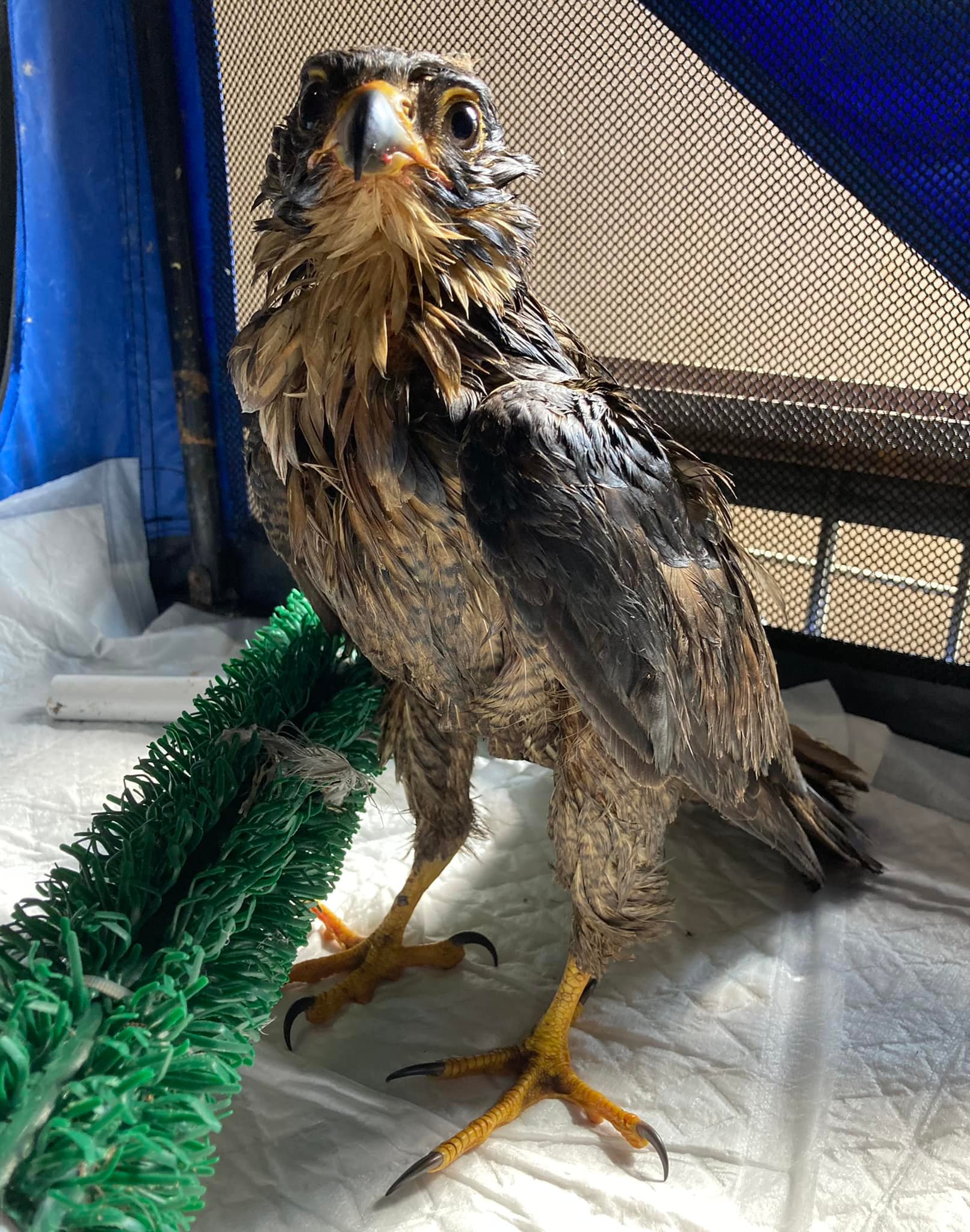 Peregrine falcon covered in oil Photo: Manx Wild Bird Aid