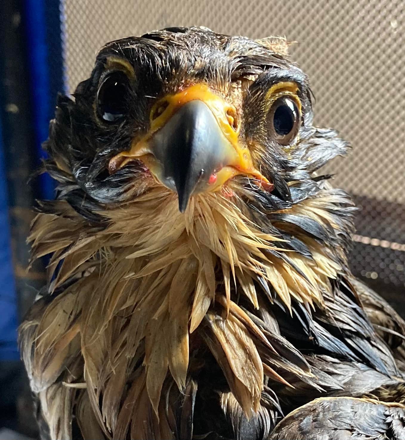 Peregrine falcon covered in oil Photo: Manx Wild Bird Aid