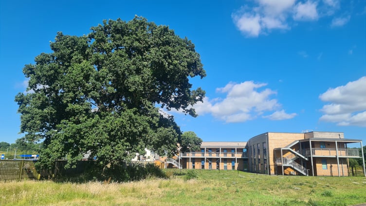 The site with the splendid tree.