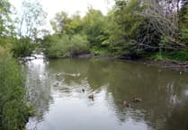 Stand for election – campaigners' idea for saving Kings Pond in Alton