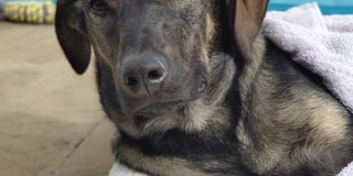 Help pay for rescue dog’s surgery