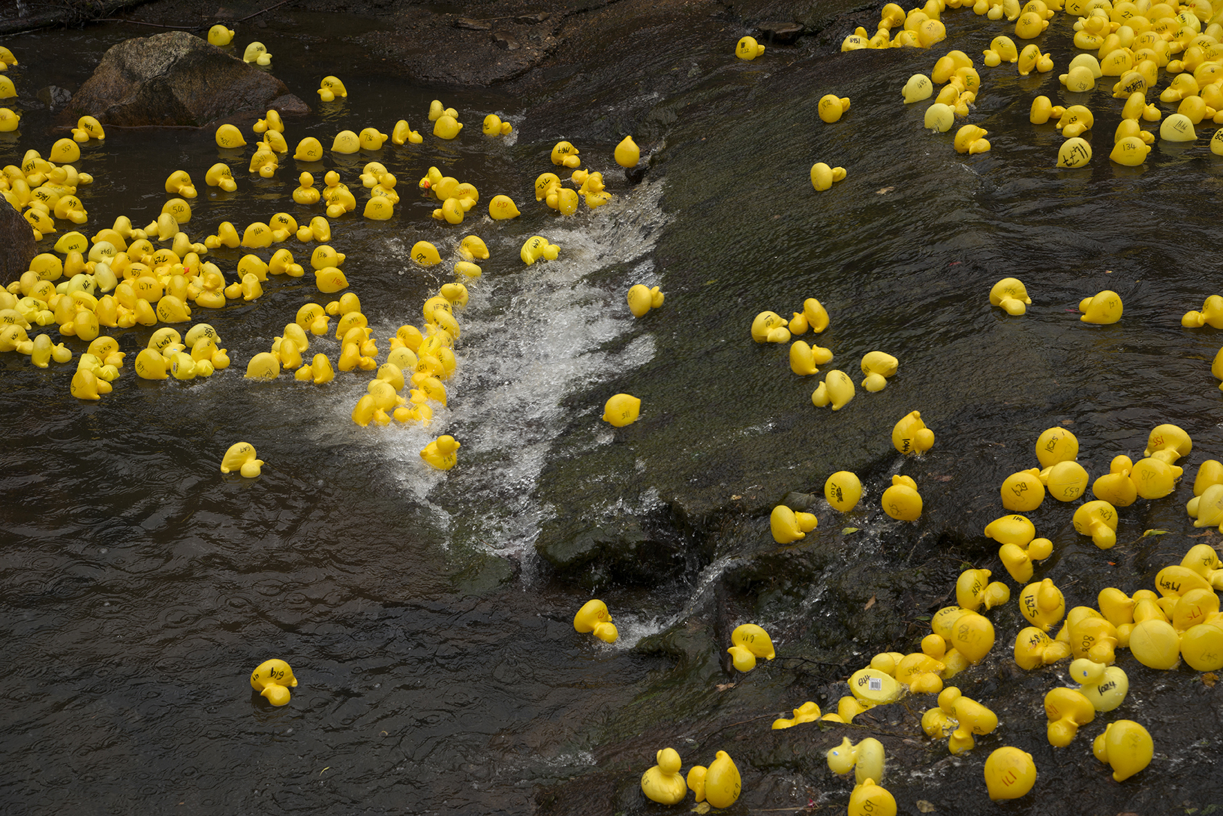 Laxey Duck Races 2022