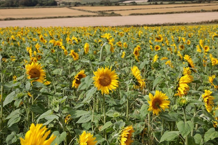 Sunflower Field, Ballabeg. Photo by Callum Staley (CJS Photography).