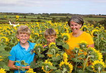 You have to smile when you see sunflowers