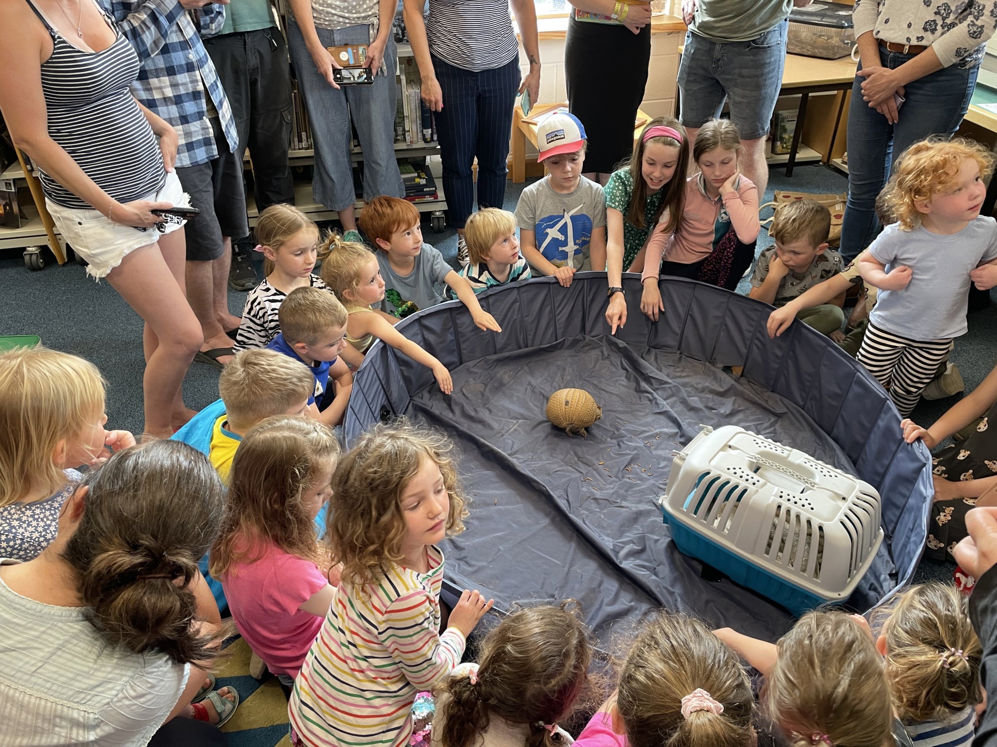 Animal encounters Tavistock library