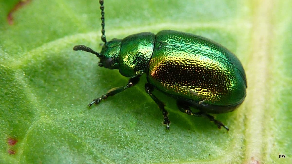 Bright and colourful lives of beetles under the microscope iomtoday.co.im