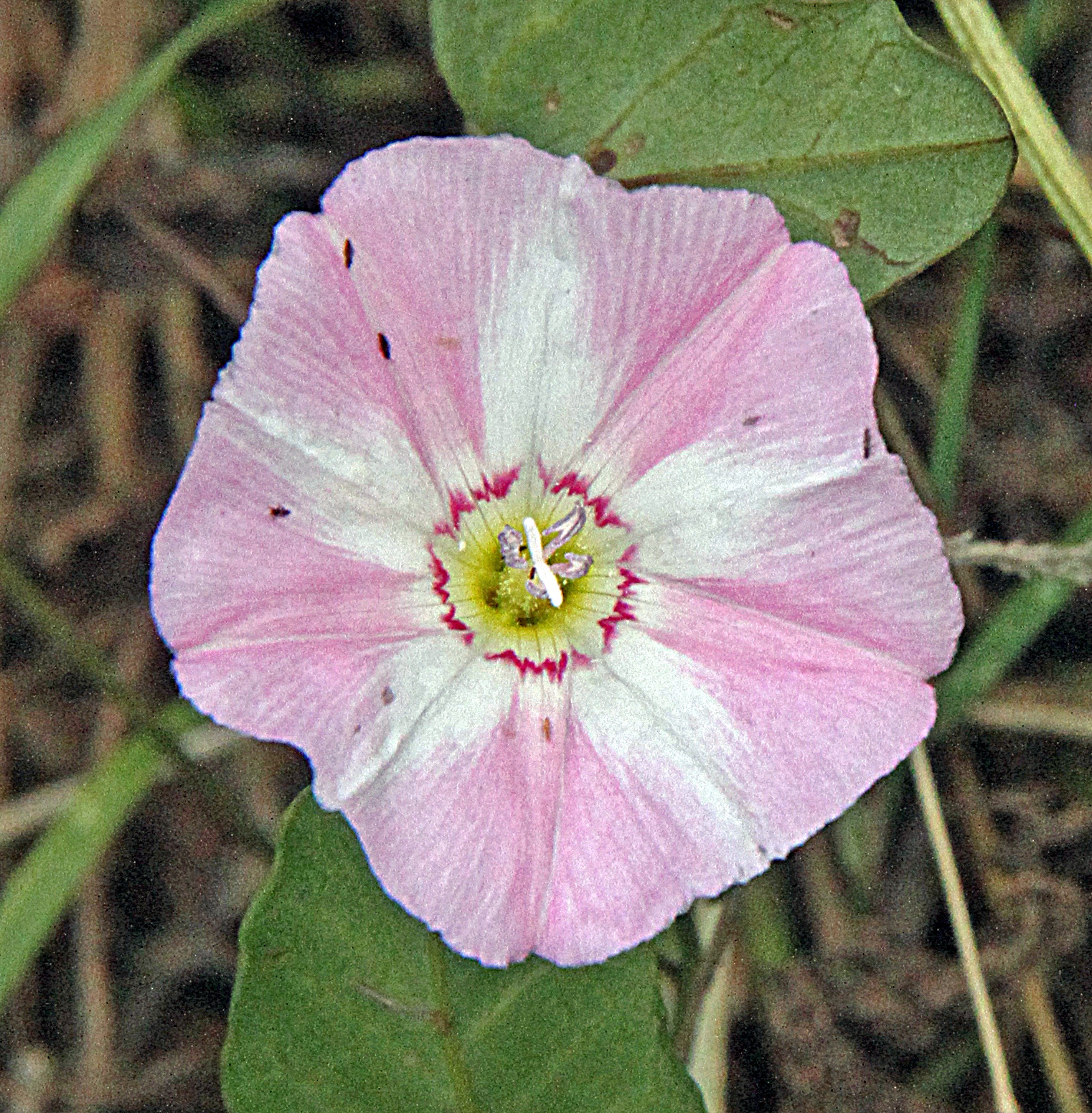 FIELD bindweed