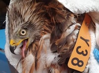 PHOTOS: HART WILDLIFE RESCUE