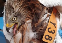 German kite found injured in Lasham the first in the UK for 32 years