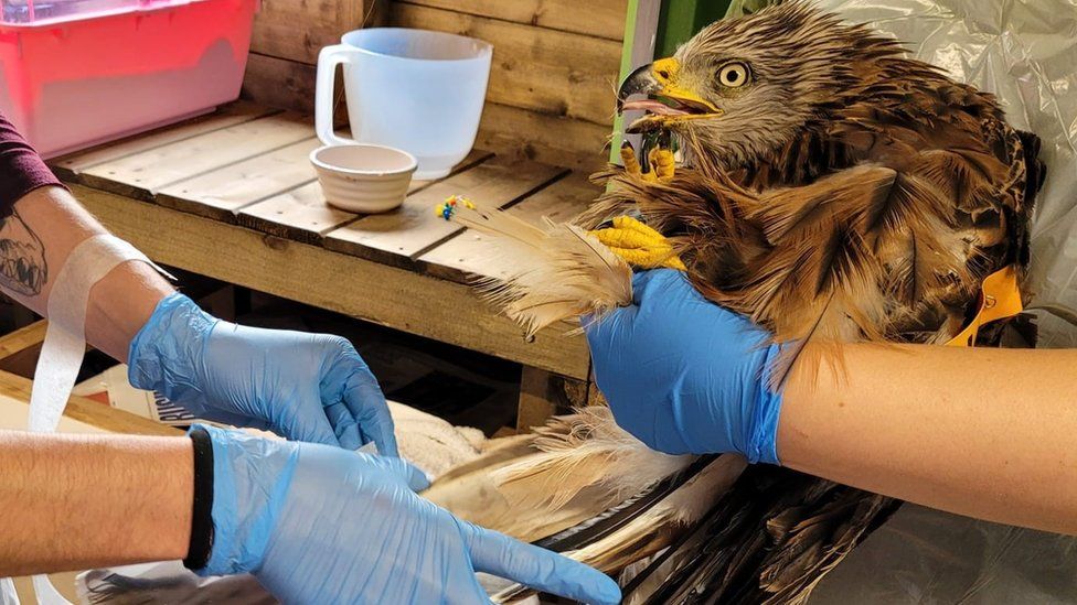 PHOTOS: HART WILDLIFE RESCUE