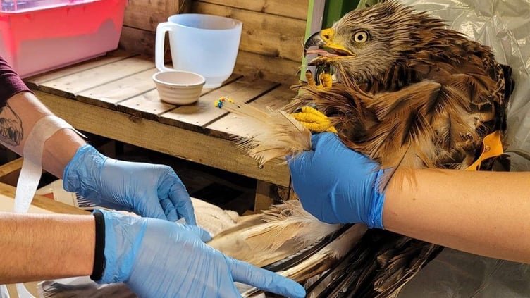 PHOTOS: HART WILDLIFE RESCUE