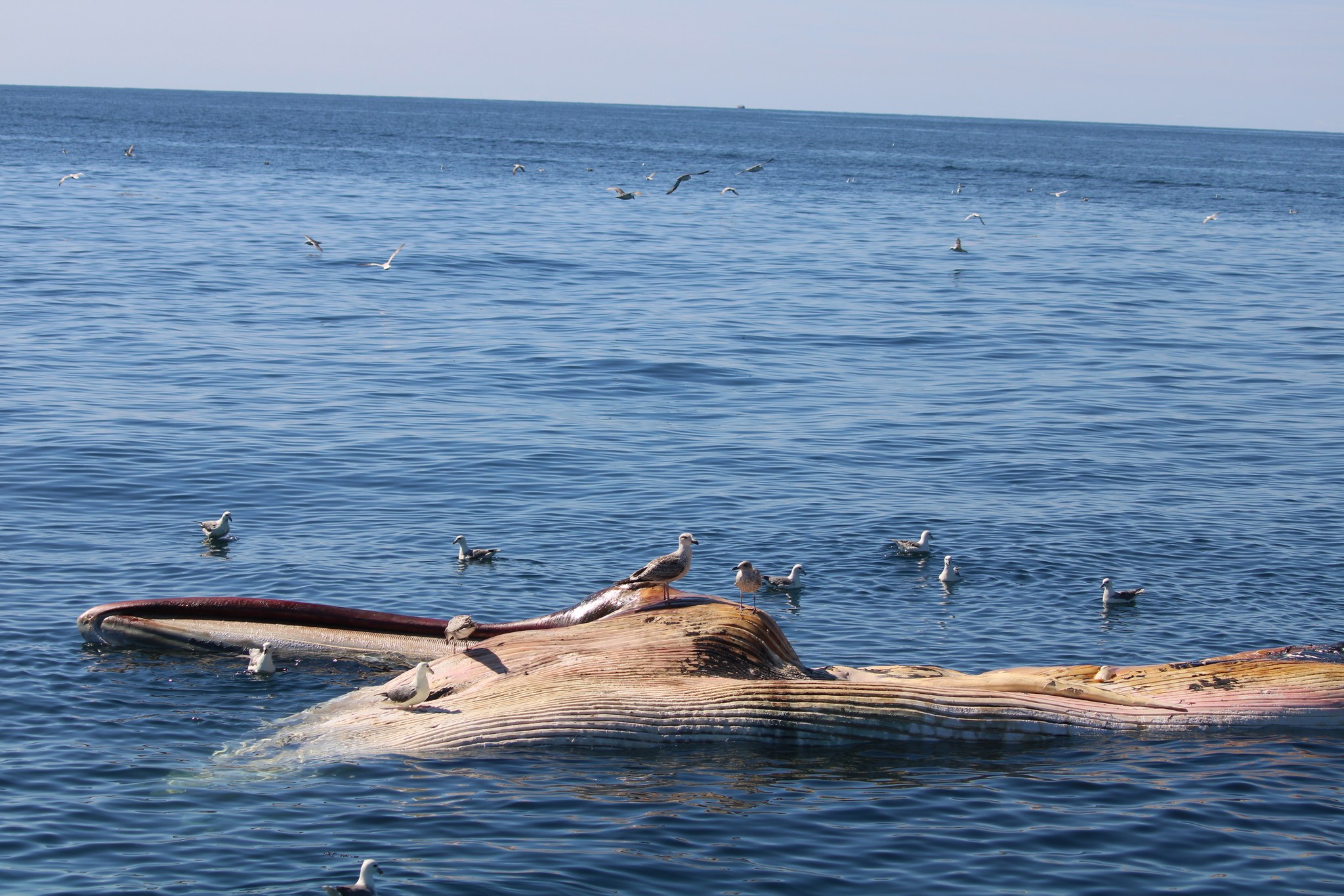 Whale carcass
