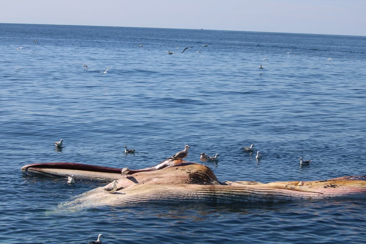 Whale carcass