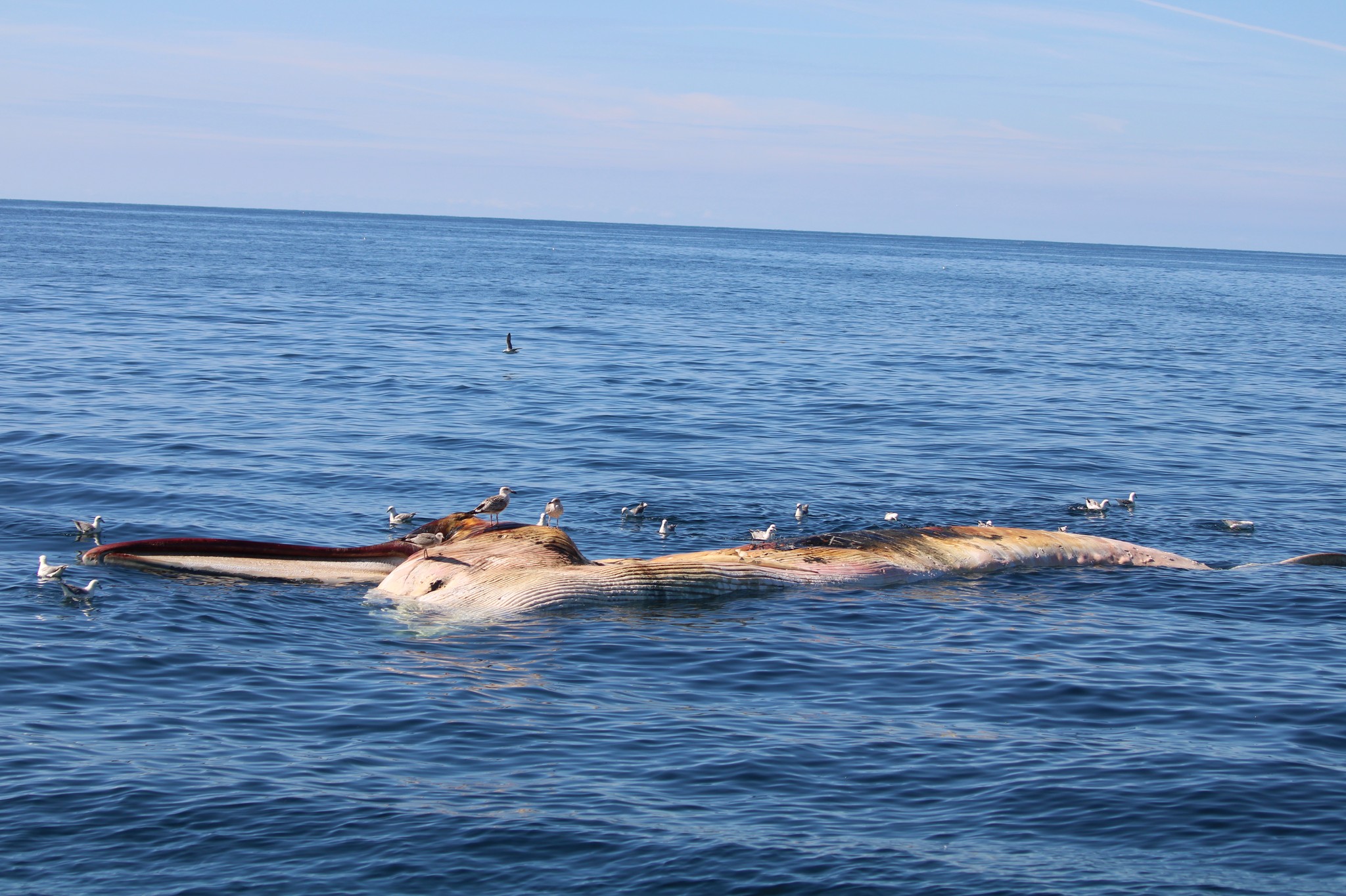 Whale carcass