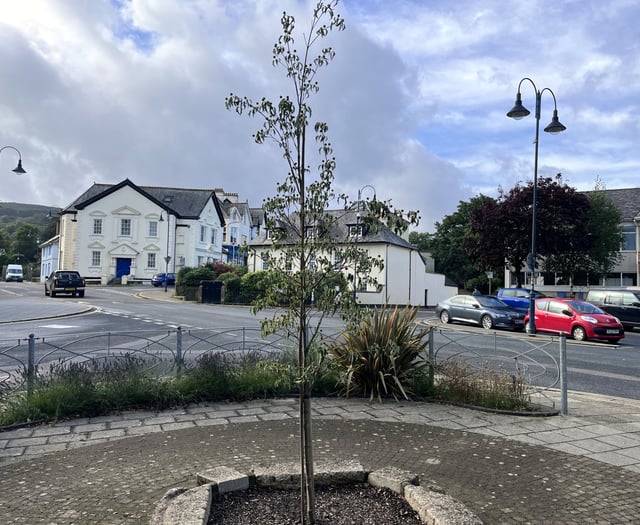 Sensory garden tree destroyed in vandal attack