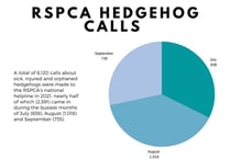 Spike in hedgehog calls facing RSPCA