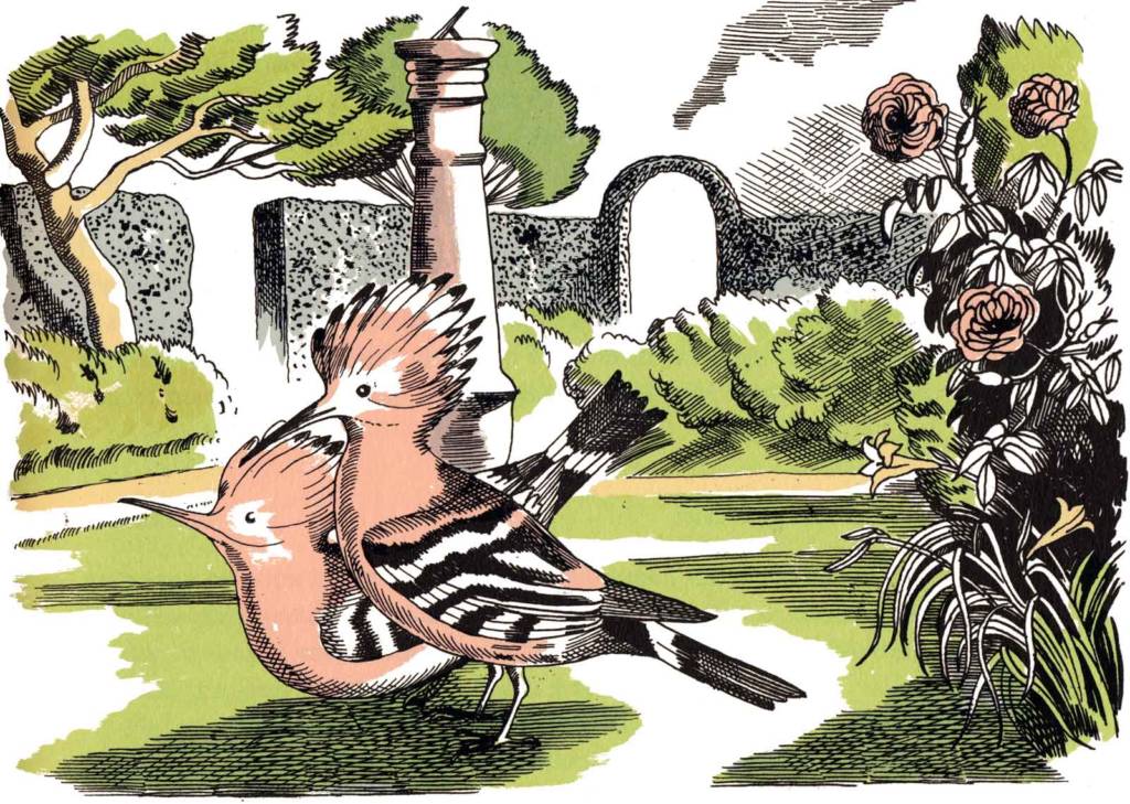 <p>A pair of hoopoes, by John Nash</p>