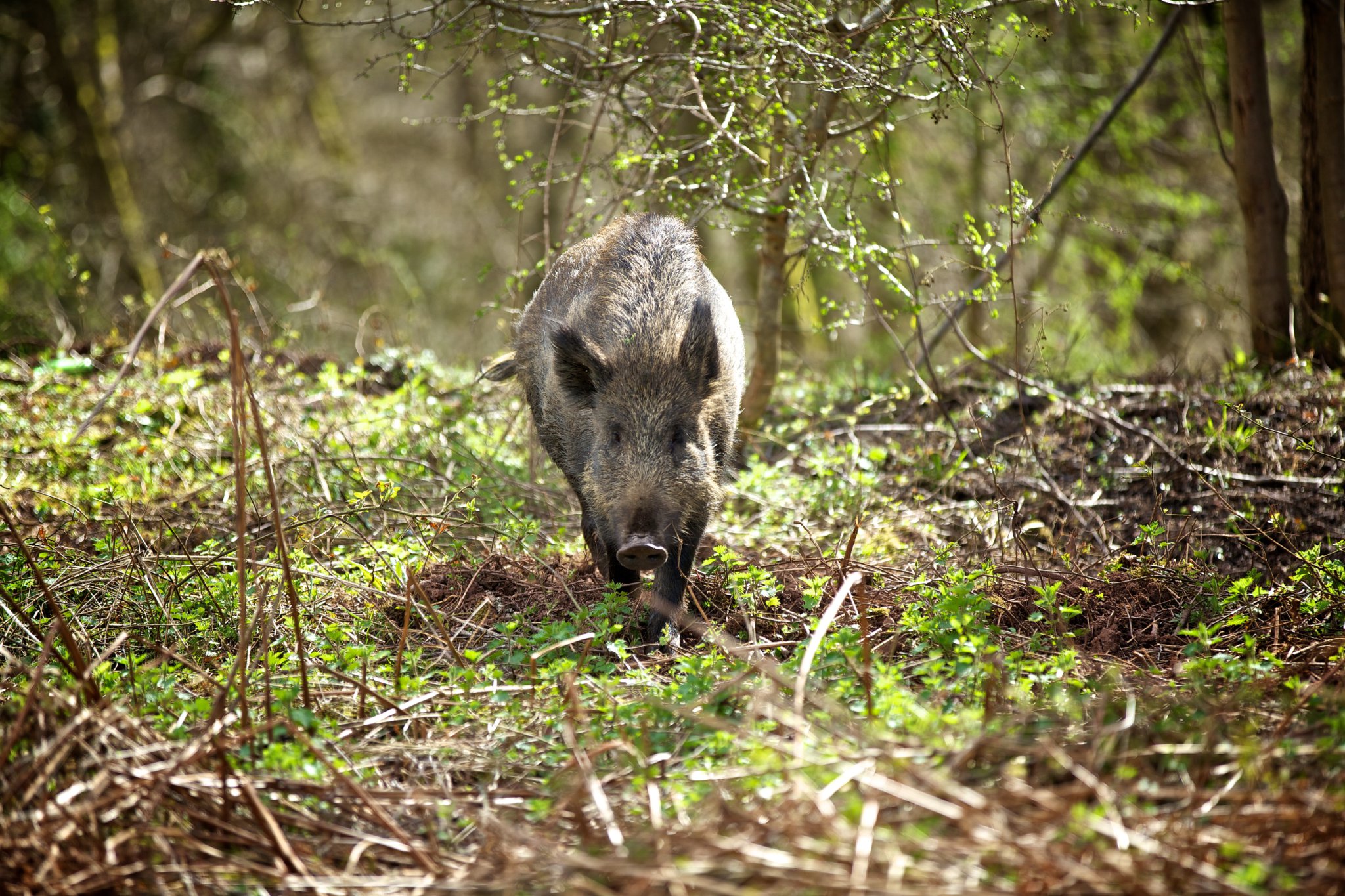 Boar numbers on Forestry England land are down to 441.