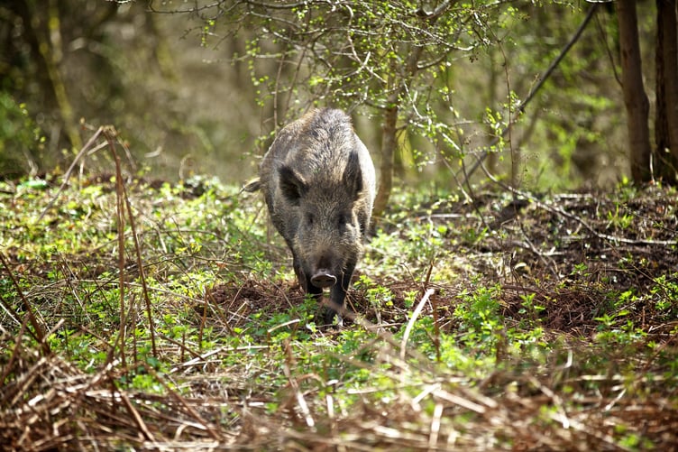 Boar numbers on Forestry England land are down to 441.
