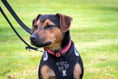 Waggy tails and smiles on walk for rescue animals