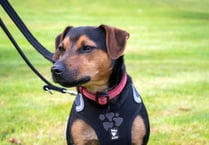 Waggy tails and smiles on walk for rescue animals