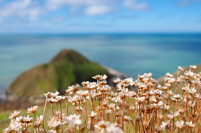 Wildlife thrives at Castell Bach near Cwmtydu, taken by Rob Williams on a sunny day on the Cardigan Bay coast