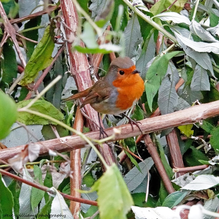 A little robin has a look in the lopped branches at Y Gors, taken by Steve Williams