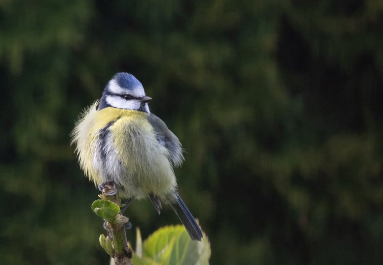 Blue Tit by Lara Howe