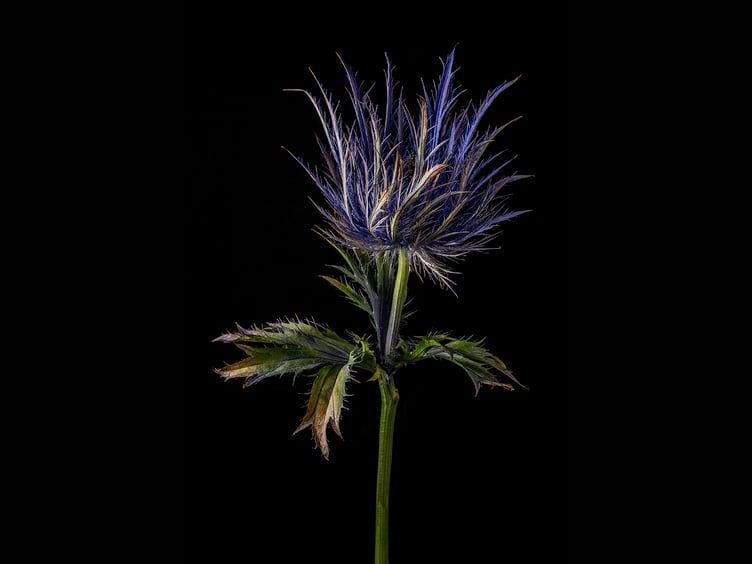 Eryngium Donard by Nigel Owen