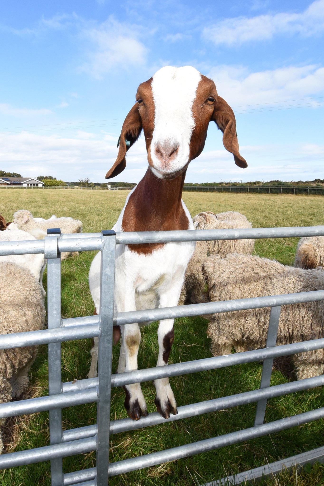 A free goat for every person that moves to the island? That was the suggestion of computer software asked to find solutions to problems in the Isle of Man