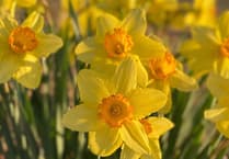 Garden tips: Spring into action with colourful daffs and tulips