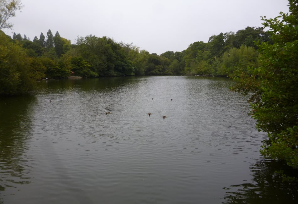 <p>Kings Pond </p>