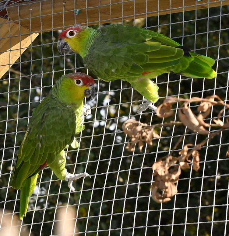 Endangered parrots Lila and Chester