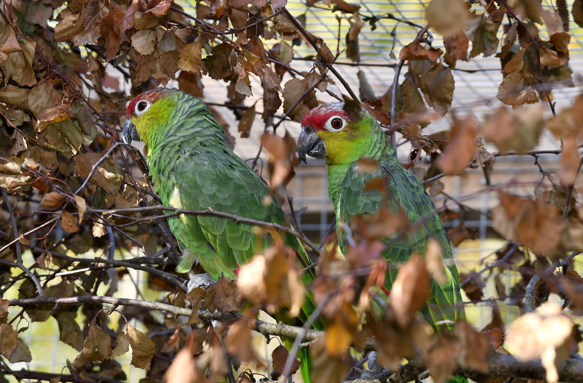 Endangered parrots Lila and Chester
