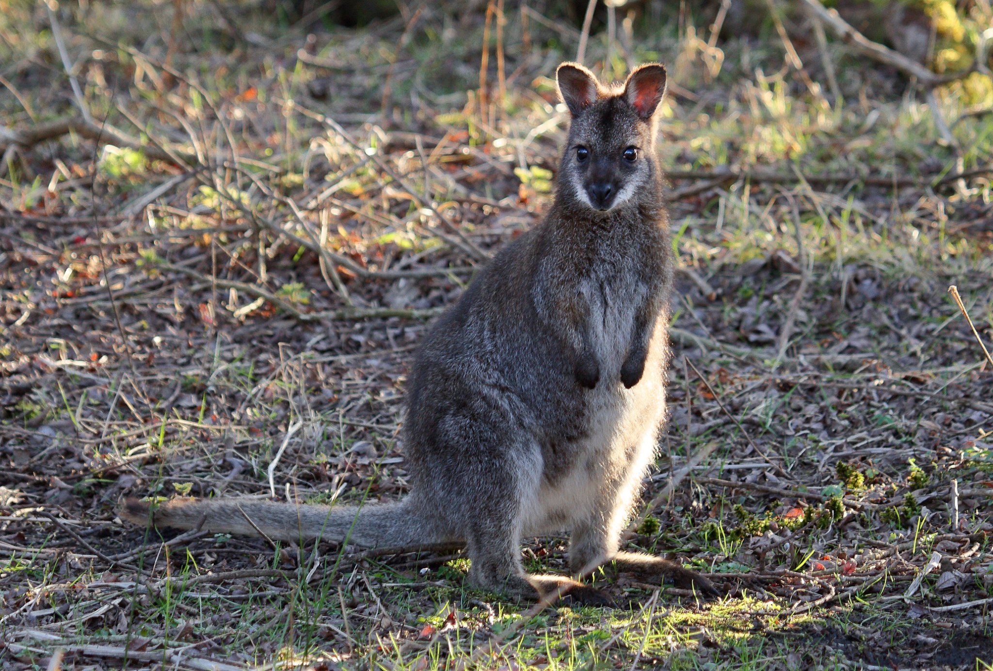 Wild Wallaby by Tony Curtis