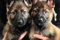 IoM police dogs ‘make the grade’ in Cumbria