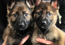 IoM police dogs ‘make the grade’ in Cumbria