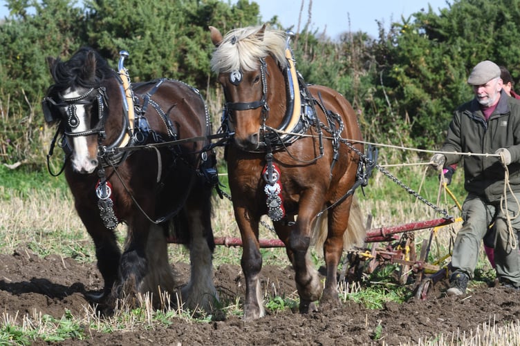The Southern Vintage Engine and Tractor Club’s annual ploughing match at Ballavayre, Colby - David and Nicola Rawnsley with ploughing horses Duke and Tempete