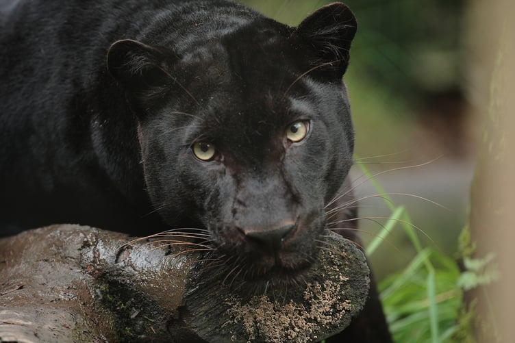 After twelve weeks of palliative care Exmoor Zoo is sad to announce the death of ‘Zoysa’, the last captive black (melanistic) leopard in the UK. Picture: Exmoor Zoo
