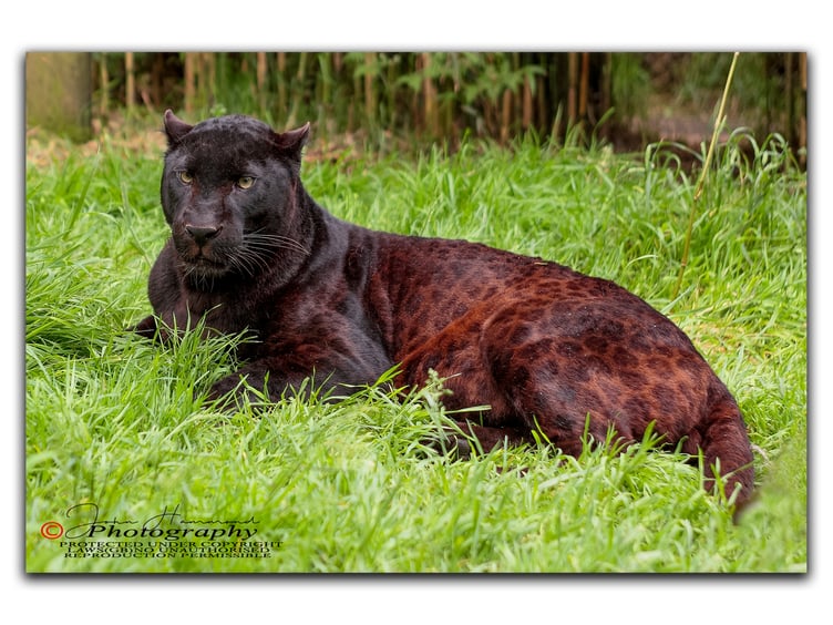 After twelve weeks of palliative care Exmoor Zoo is sad to announce the death of ‘Zoysa’, the last captive black (melanistic) leopard in the UK. Picture: Exmoor Zoo