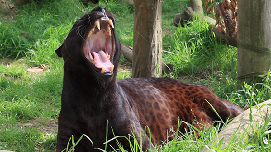 zoyza%5B40%5D.jpg?width=1200&height=630&